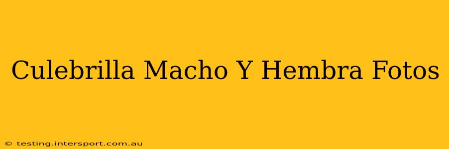 Culebrilla Macho Y Hembra Fotos