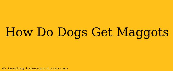 How Do Dogs Get Maggots