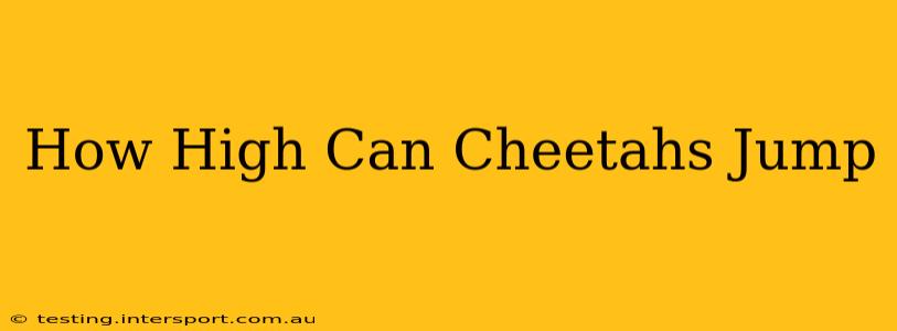 How High Can Cheetahs Jump